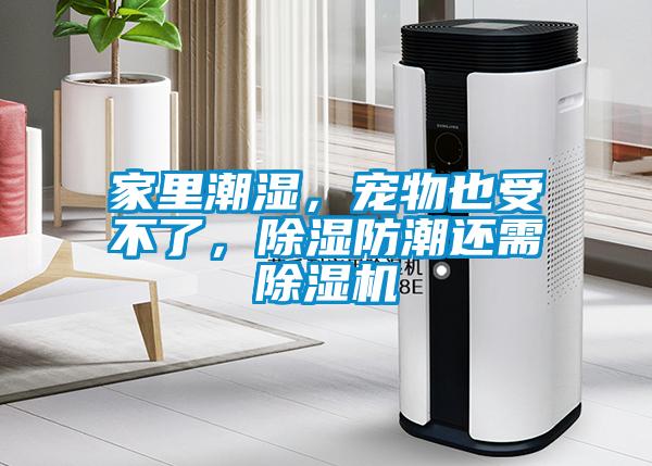 国产精品欧美激情视频 家里潮湿，宠物也受不了，除湿防潮还需除湿机