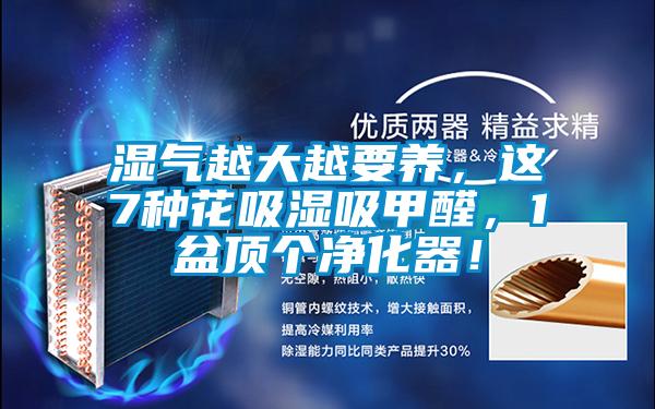 国产精品探花在线观看 湿气越大越要养，这7种花吸湿吸甲醛，1盆顶个净化器！
