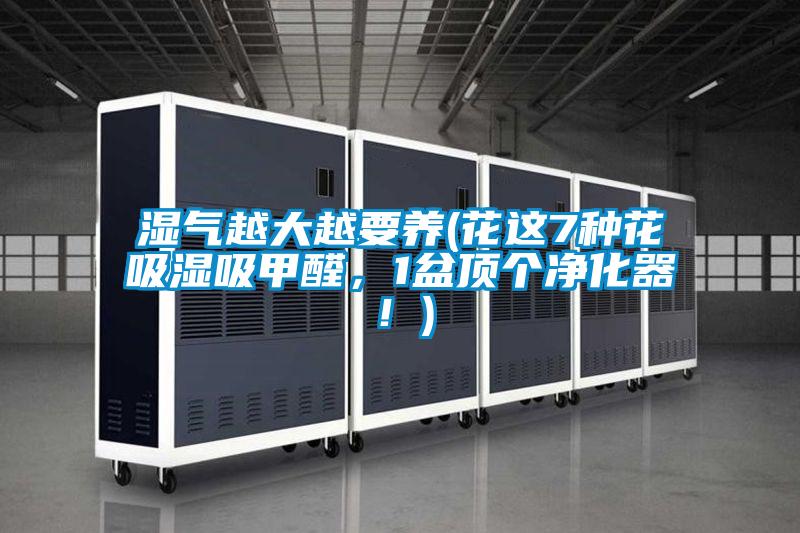 国产精品欧美激情视频 湿气越大越要养(花这7种花吸湿吸甲醛，1盆顶个净化器！)