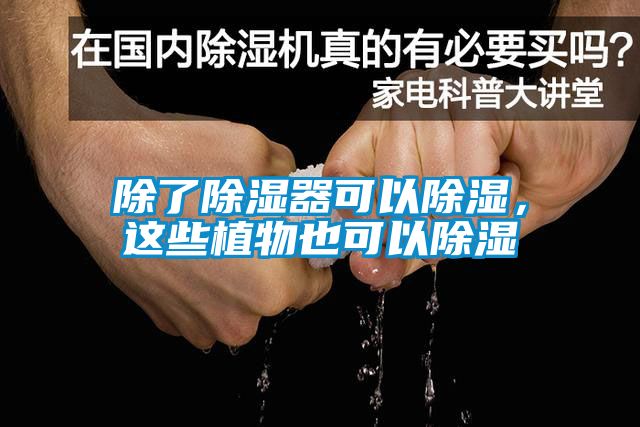 国产精品探花在线观看 除了除湿器可以除湿，这些植物也可以除湿